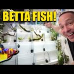 The ULTIMATE betta fish aquarium RACK!!! The king of DIY how to build a betta fish barrack