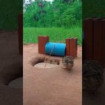 Amazing DIY Unique Underground Quail Trapping Technique Using PVC Pipe and Bricks With Cardboard box