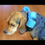 How to Make a Dog Cone – Cheap and Easy DIY Guide