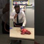 Lung inflation in Science Lesson                                      #science #teacher #biology