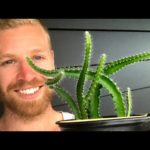 Fool-Proof Way To Quickly Grow Dragon Fruit From Seed – WITH RESULTS – #shorts