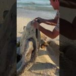 I Found a Sea Turtle… Upside Down (rescue)