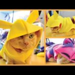 DIY Cat & Dog Clothes – Pikachu, Hoodies & More!