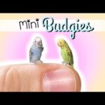 How To Miniature Budgie Tutorial // DIY Doll Pet Bird