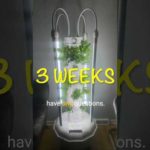 DIY Tower Garden 1 month growth #shorts #tips #fyp